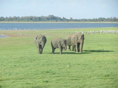 nel parco di minneriya